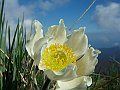 Ranunculacee - Pulsatilla vernalis